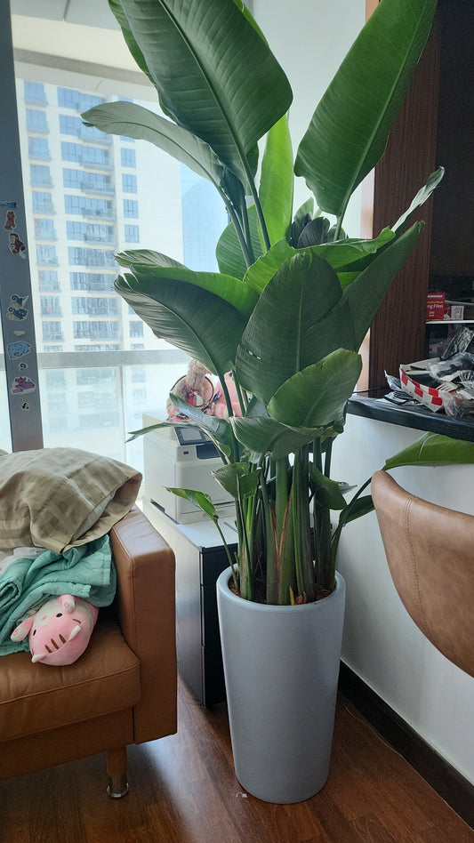 Birds of Paradise Premium 2m Clearance Sale Promo