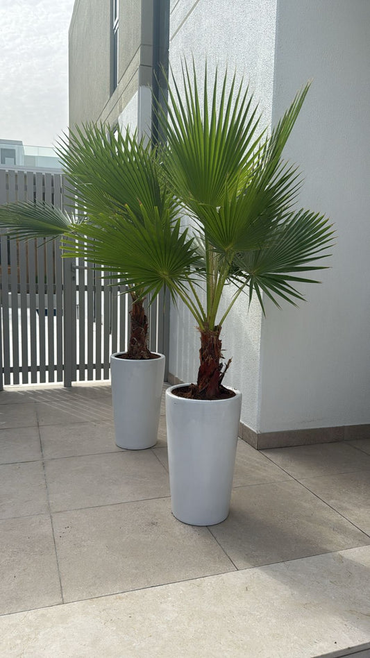 Washingtonia Palm Each