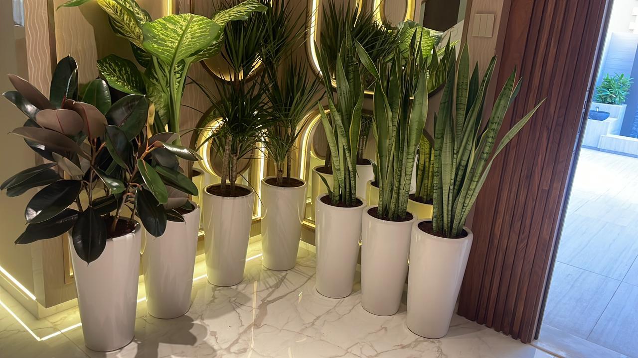 Office Plants 7 Air Plants Purifying Indoor plant