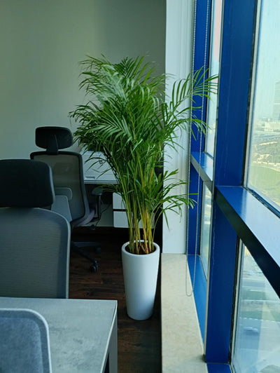 Office Plants Bundle 9pc Medium Sized Cheap Plants UAE