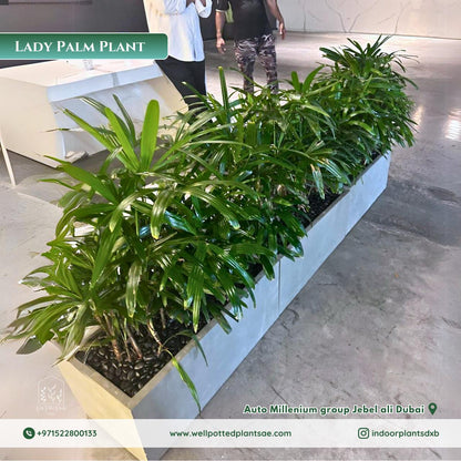 Outdoor Plants in Rectangle Fiber Pot (Lady Palm)