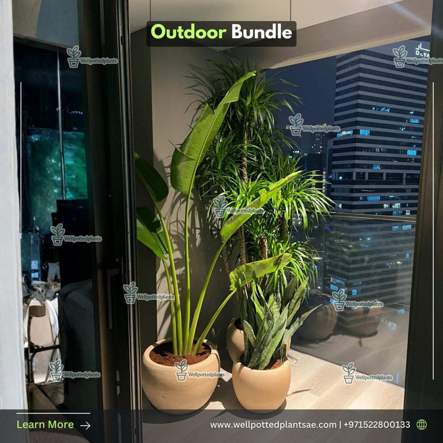 Outdoor Plants Bundle Premium in Beige