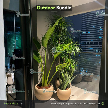Outdoor Plants Bundle Premium in Beige