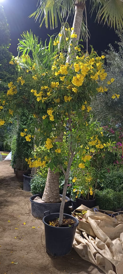 Outdoor Flower Tecoma Tree Xlarge 2m-2.5m Plants UAE