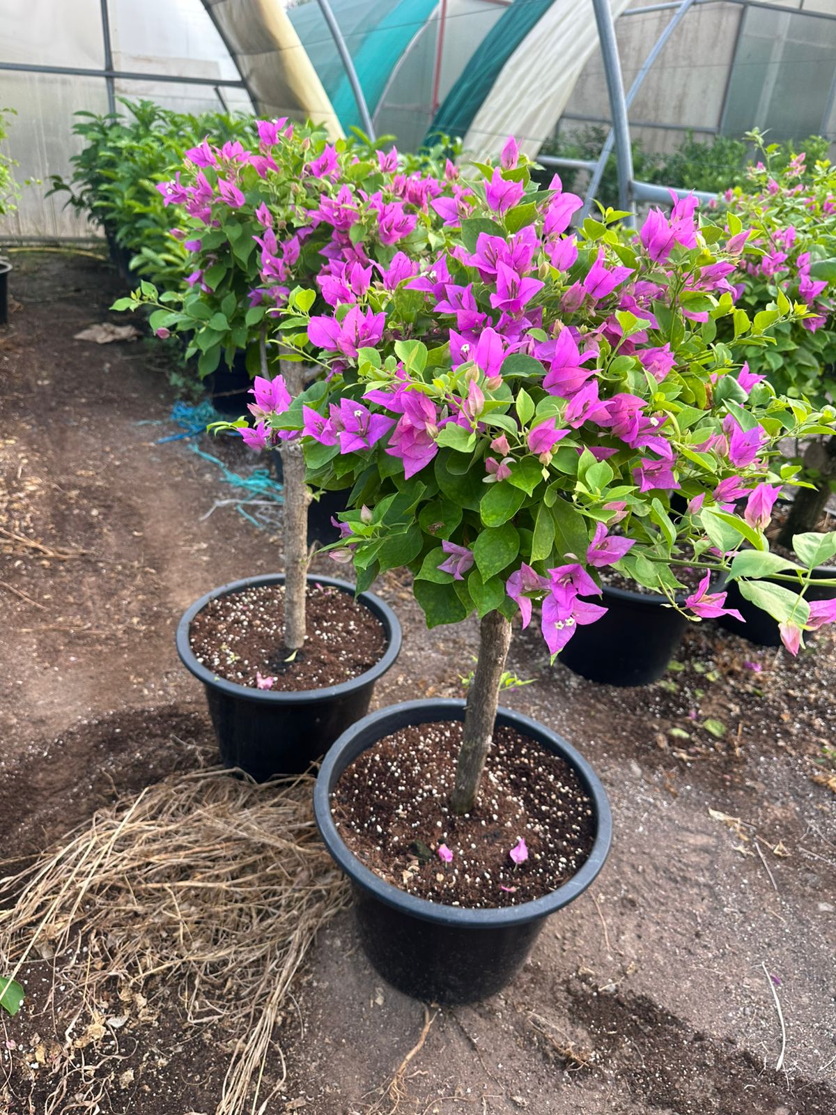 180DH Bougainvillea Purple Single Head Each