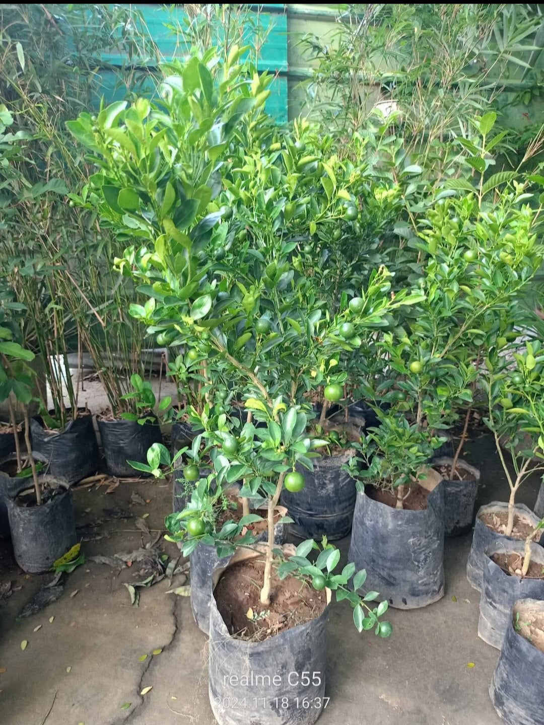 Kalamansi 150-160cm (Lime Tree)