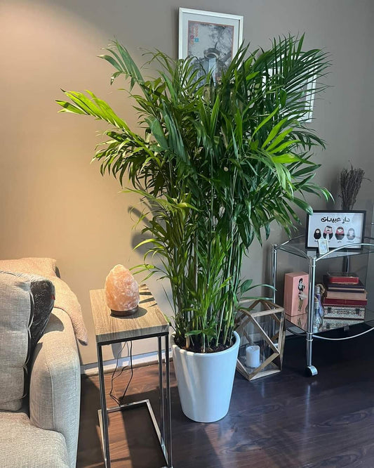 Bamboo Palm with long pot XL PROMO