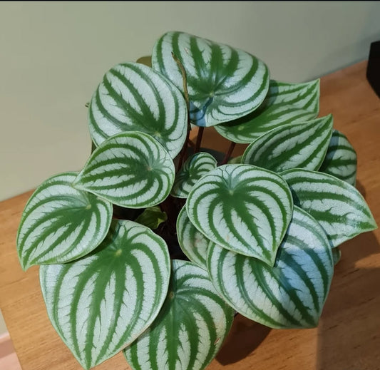 Pepperomia Table Plant