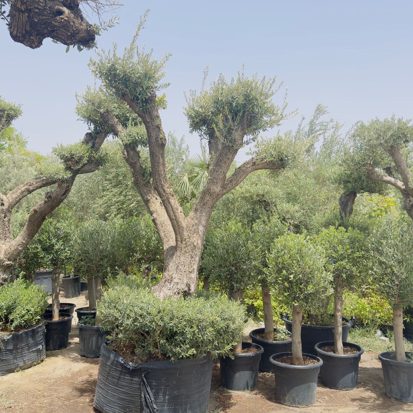 Olive Tree Bonsai Multiple Head