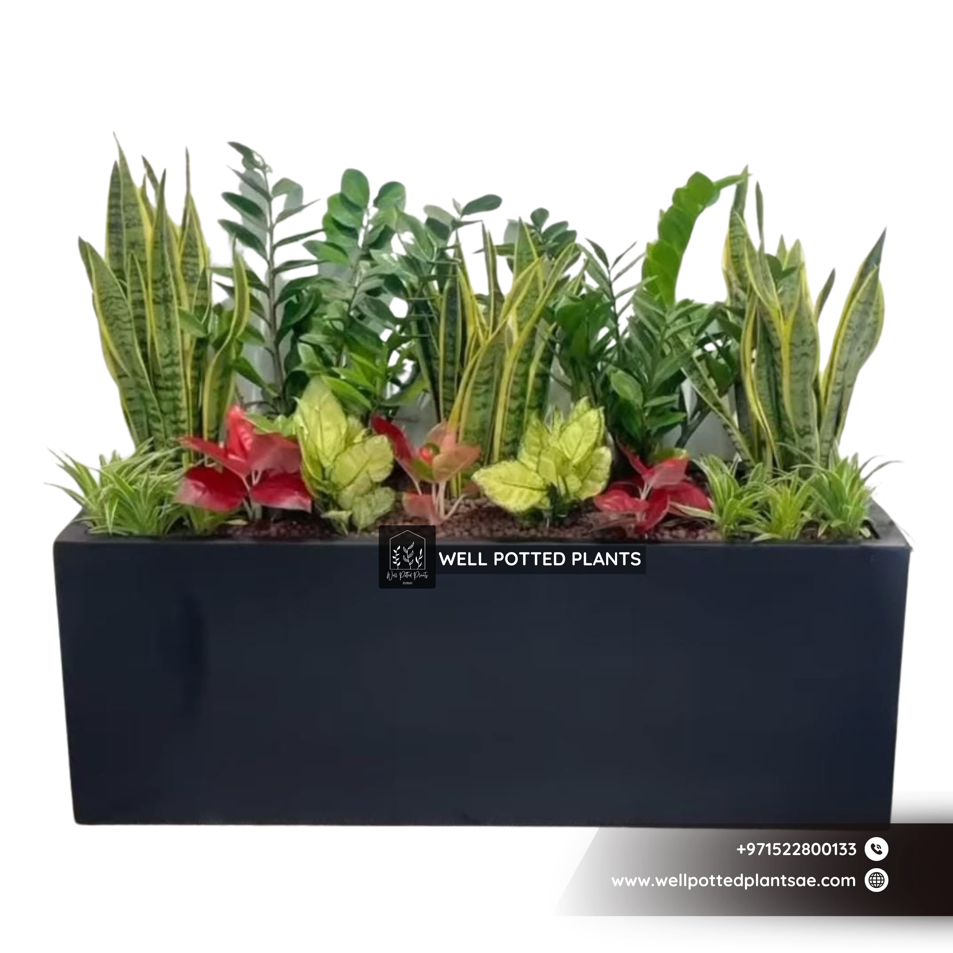Plant Combo in Fiber 100x40x40cm