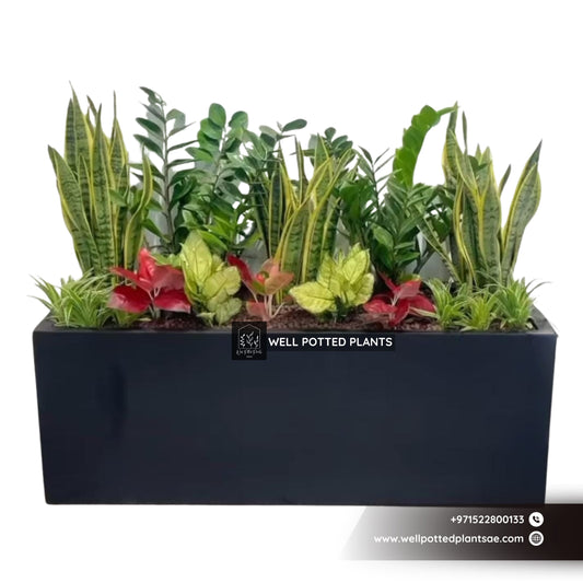 Plant Combo in Fiber 100x40x40cm