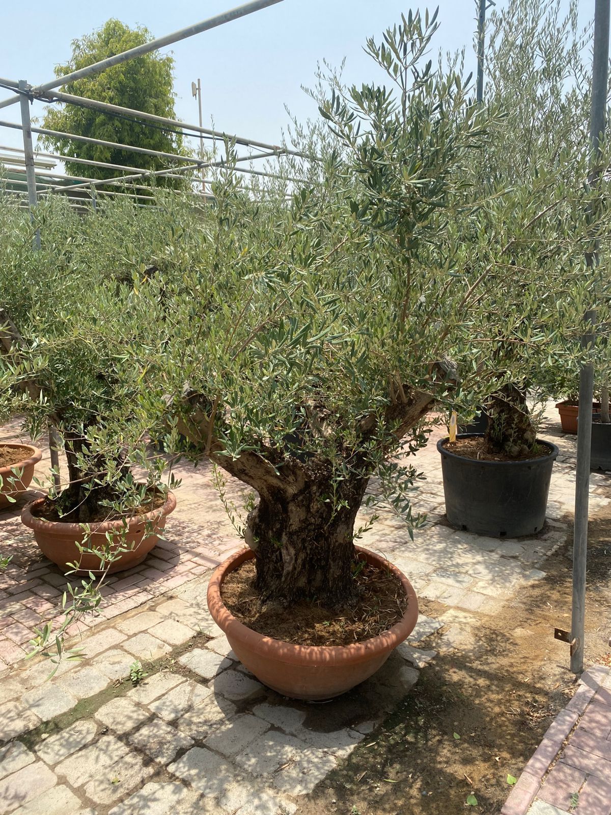 Olive Tree Aged Big Trunk 30 yrs old clearance sale Outdoor Plants Dubai