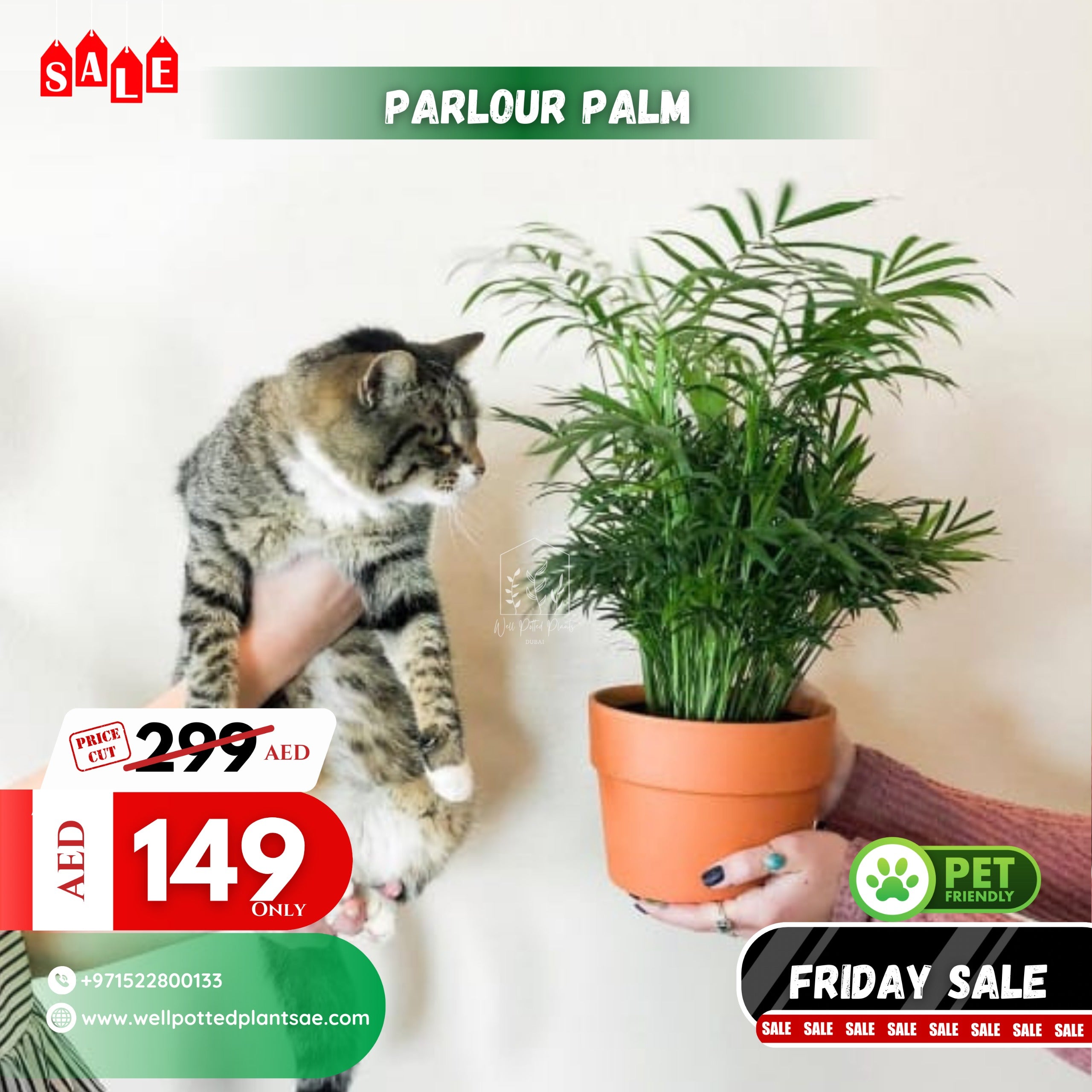 Parlour Palm Pet Friendly – wellpottedplants