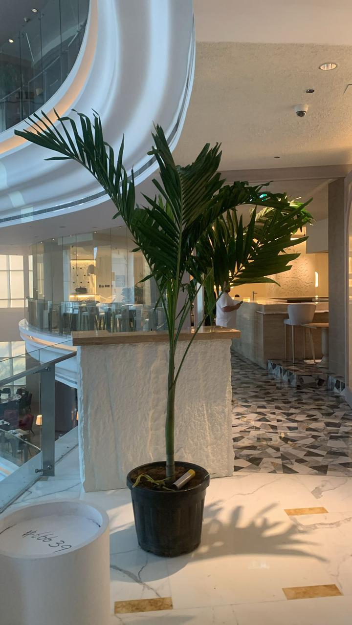 Vietchia  2.5m to 3meter