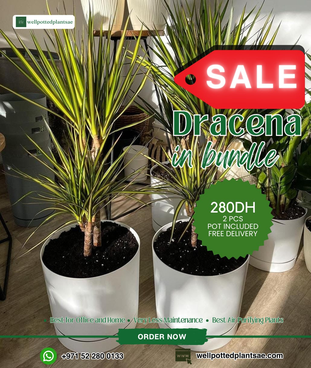 Dracaena Bundle 2pc PROMO