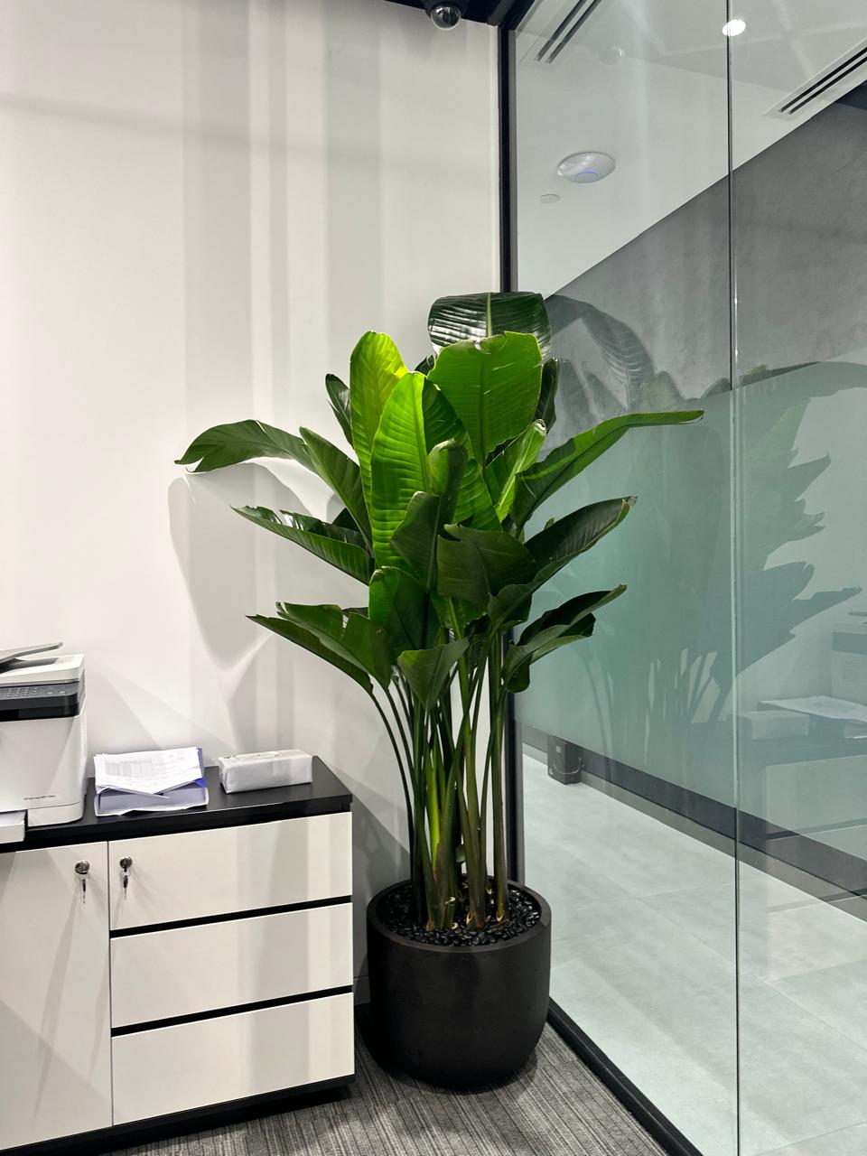 Office Plant Birds of Paradise Premium in Fiber