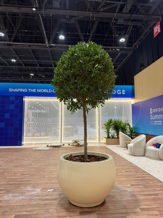 Damas Ball XLarge in Beige 3m