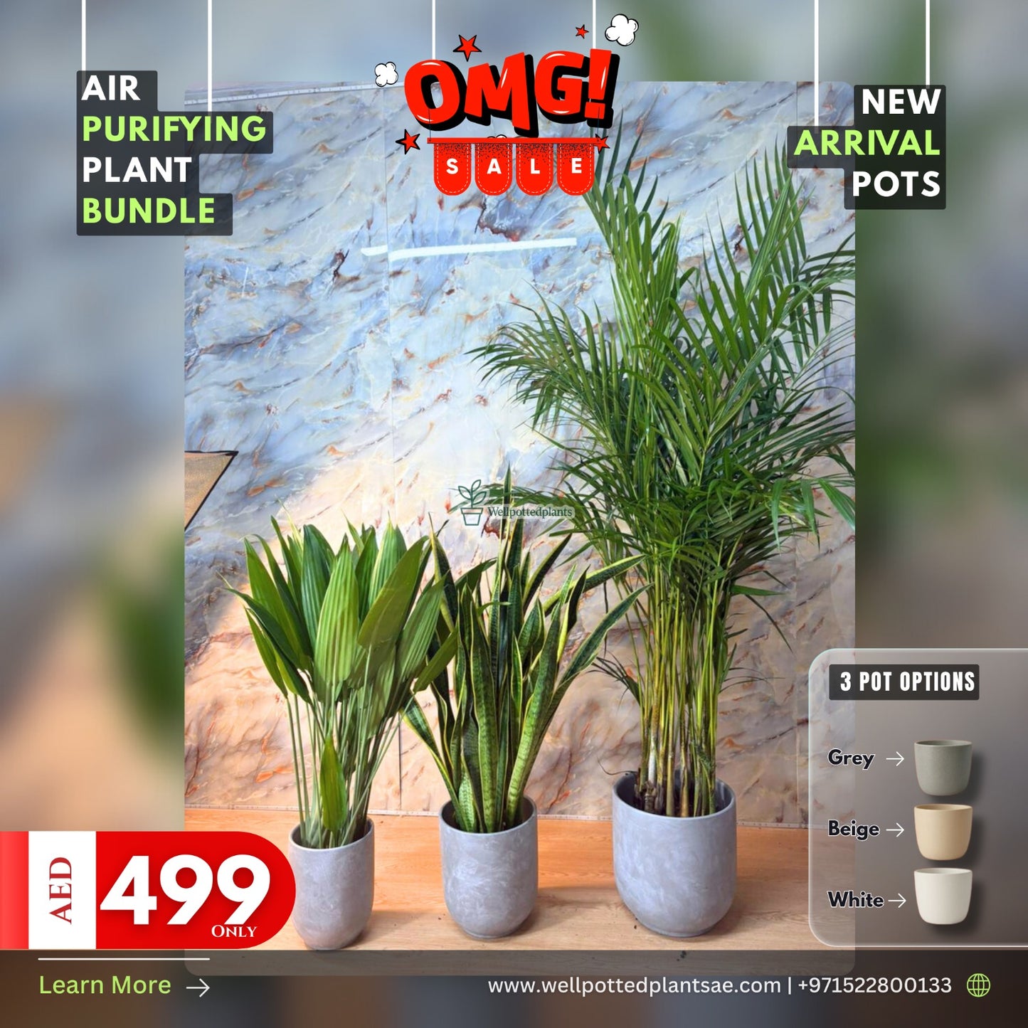 Air Purifying Plants in Concrete Grey 2+1 NEW