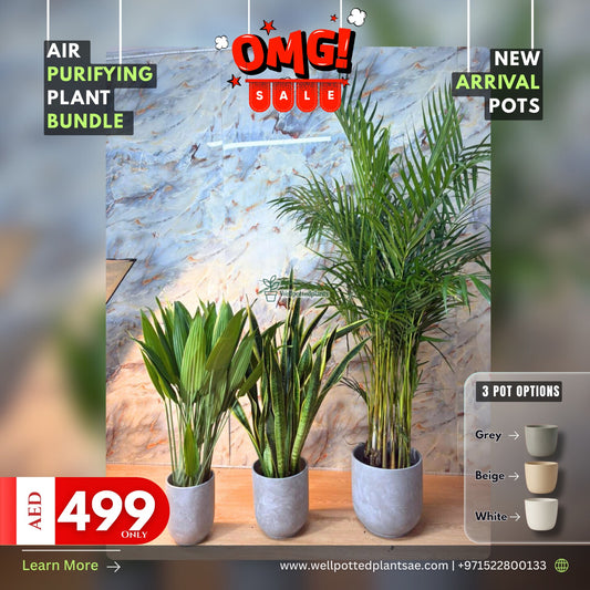 Air Purifying Plants in Concrete Grey 2+1 NEW
