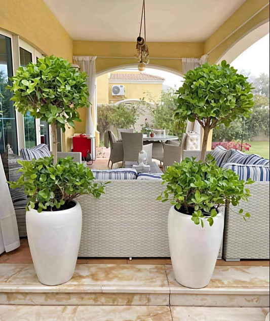 Ficus Double Head in Long Ceramic Classy Pot