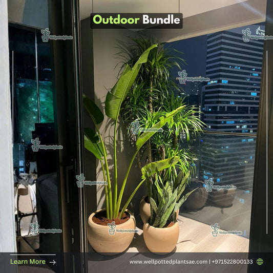 Outdoor Plants Bundle Premium in Beige