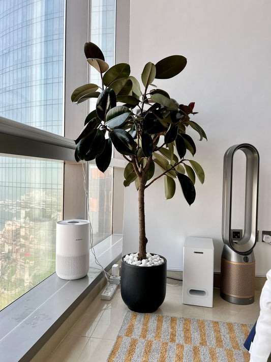 Rubber Plant in Black Matte