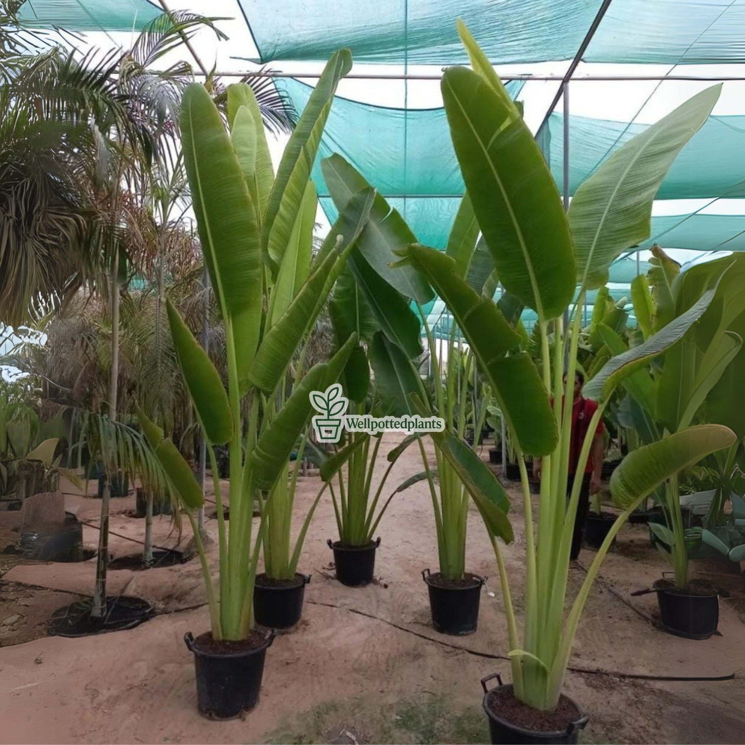 Travellers Palm Premium Big Leaf 3m