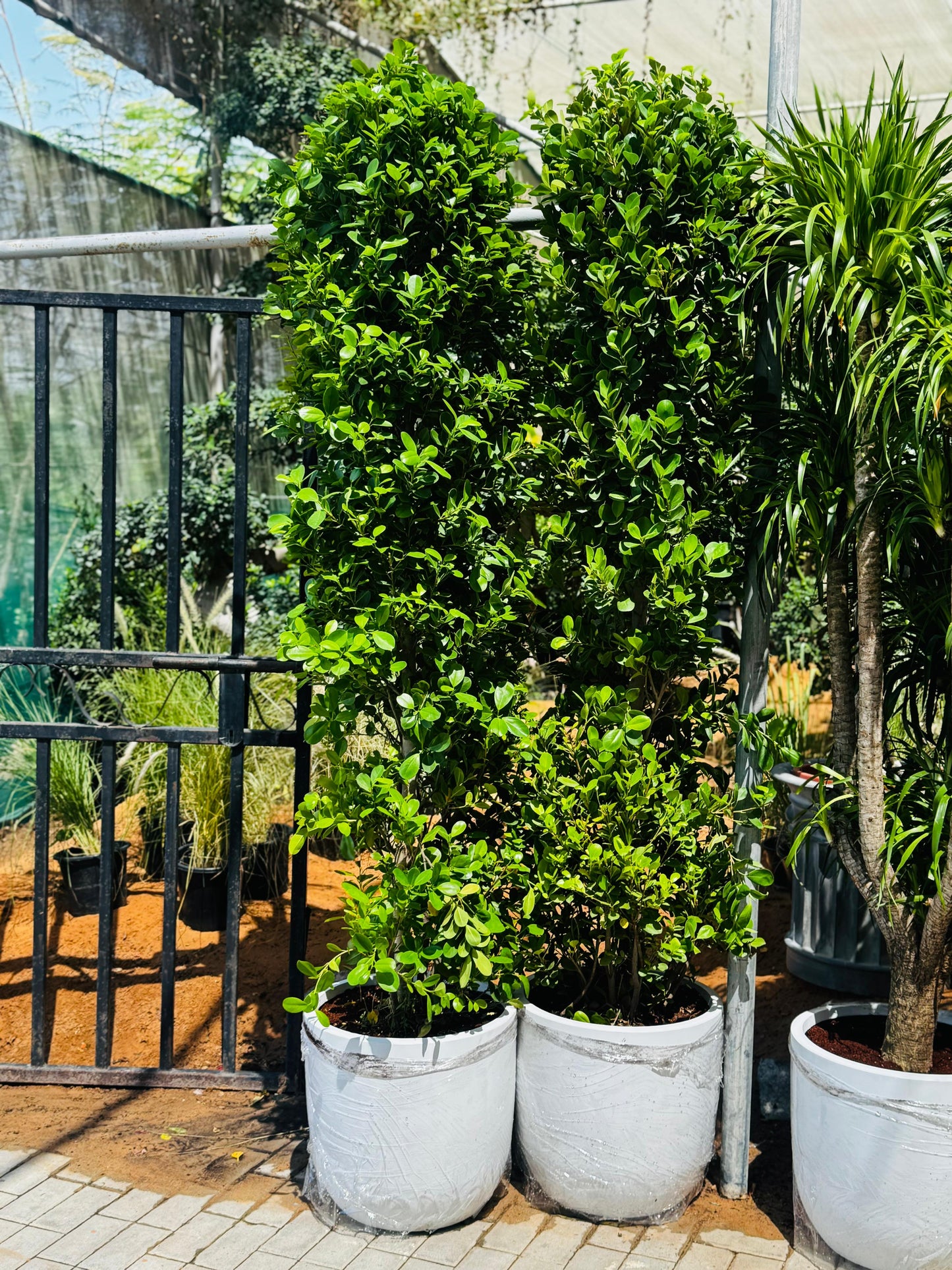 Ficus Giant 2.5m to 3m Premium Outdoor Plant Each Privacy Plant