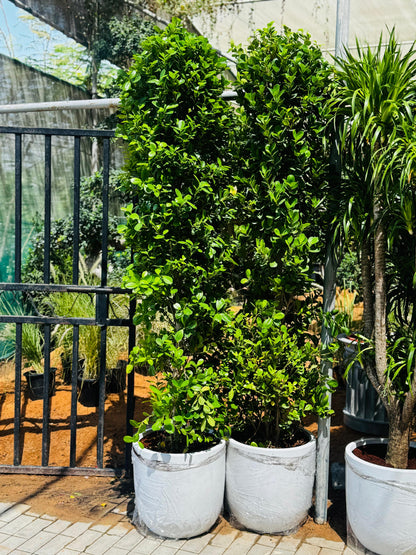 Ficus Giant 2.5m to 3m Premium Outdoor Plant Each Privacy Plant