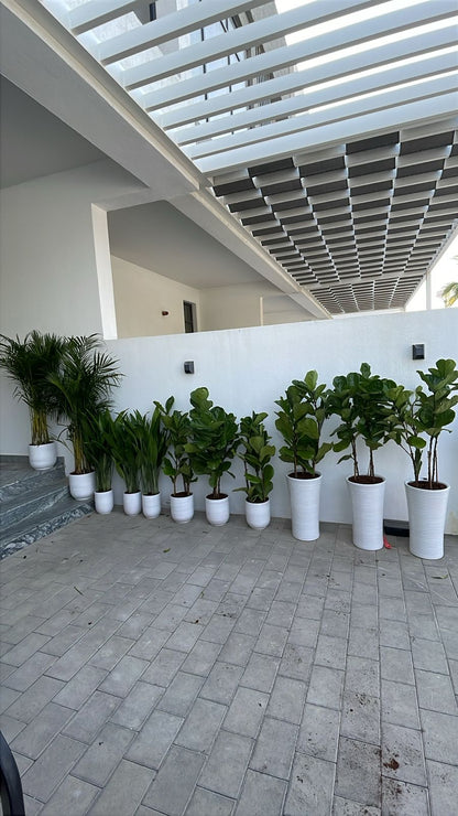 House Plants 11 Plants Bundle