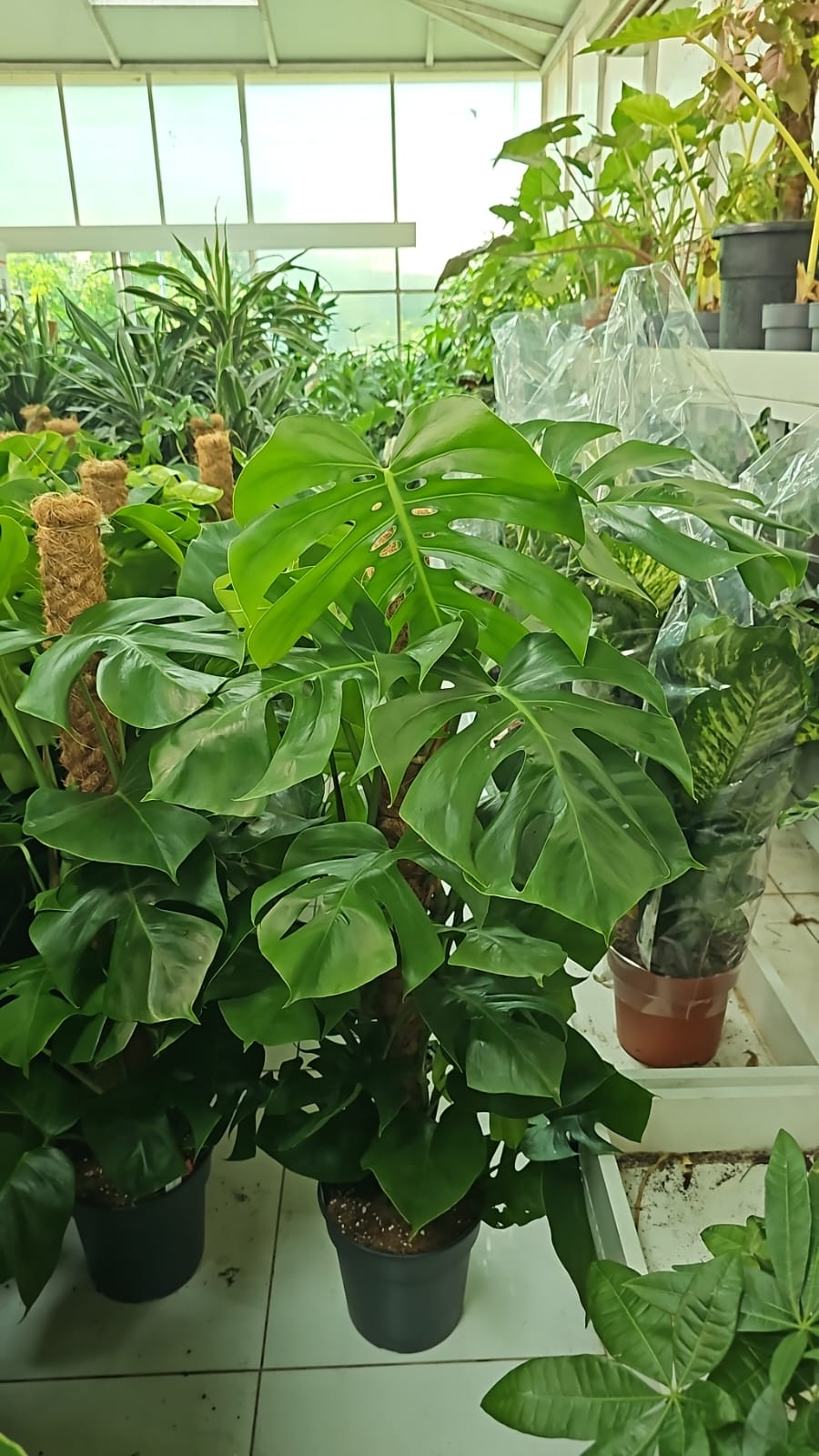 Big Monstera in plastic NEW