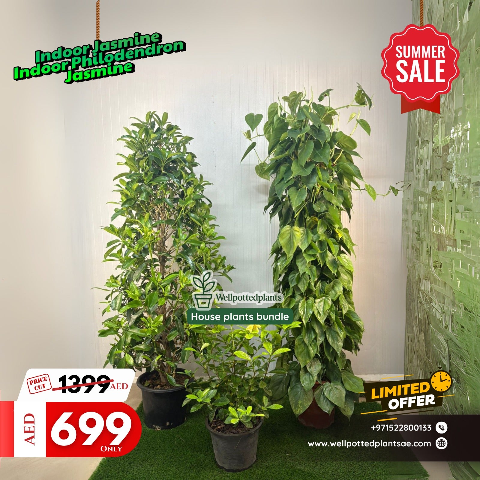 House Plants Large Jasmine & Philodendron & Gardenia Bundle (3pc)