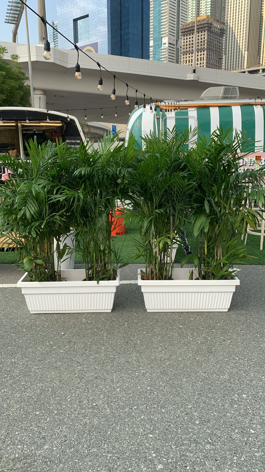 Outdoor 2 Giant Bamboo Palm In Rectangle Pot Each PROMO Privacy Plant