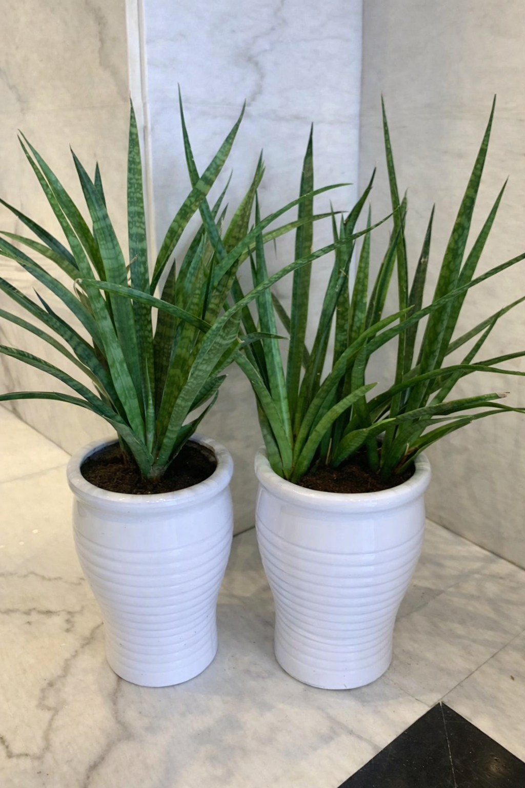 Outdoor Plants Green sanseveria bundle