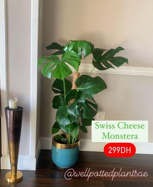 Big monstera NEW