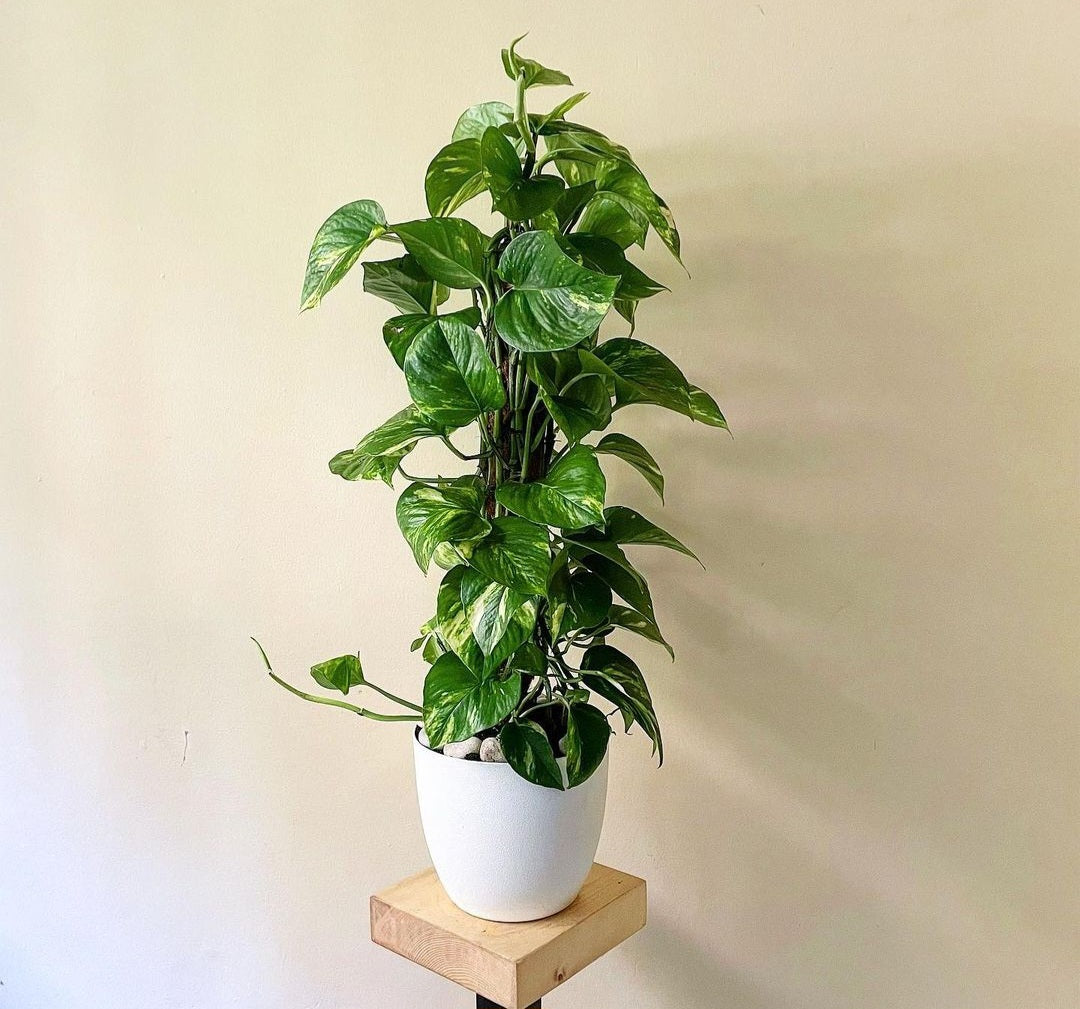 Air Purifying Bedroom Bundle (3plants) PROMO