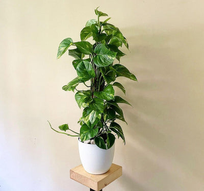 Air Purifying Bedroom Bundle (3plants) PROMO