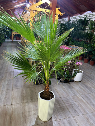 199 Washintonia Big In Long Pot PROMO