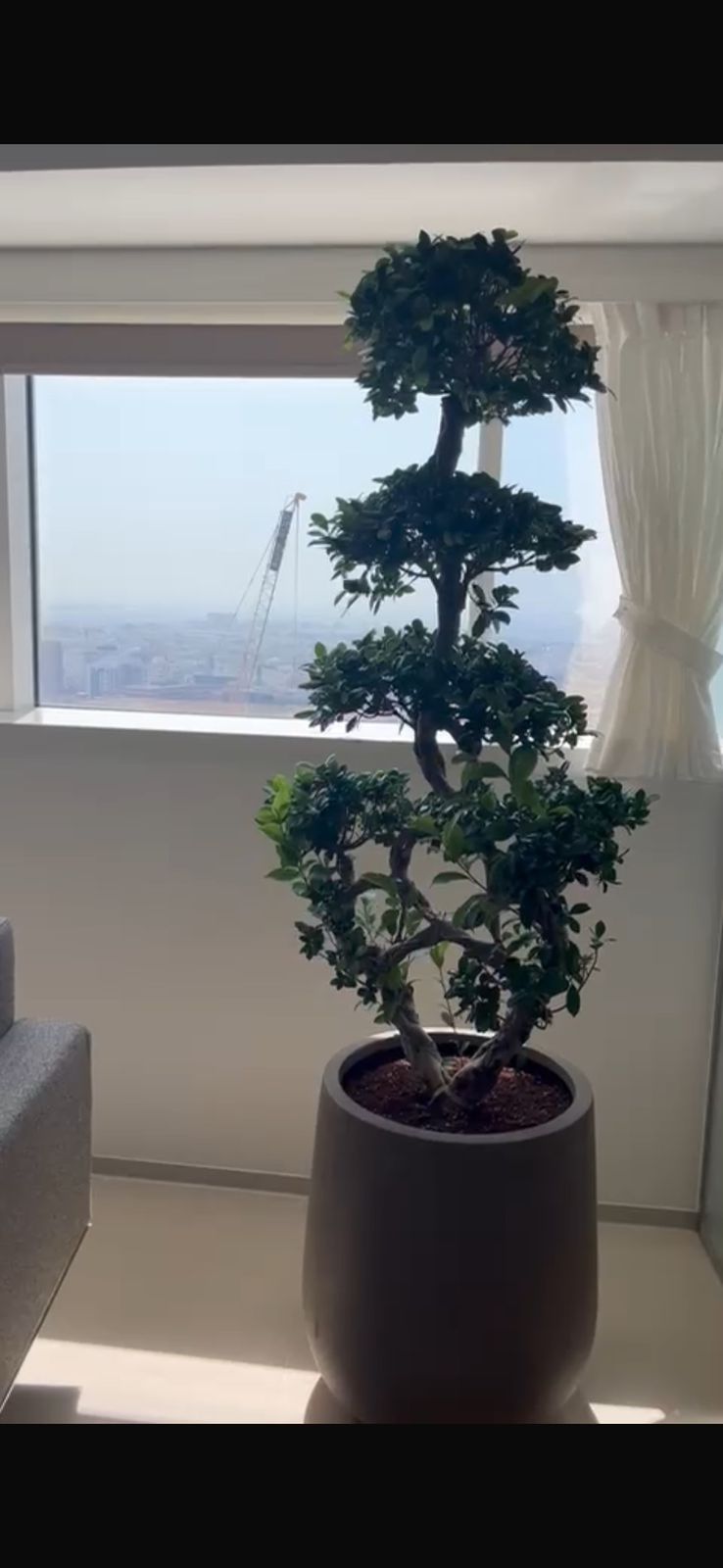 Bonsai Big for Indoor or Outdoor Use Premium
