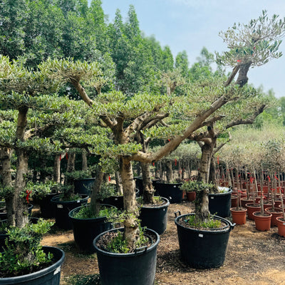 Olive Tree Bonsai Multiple Head