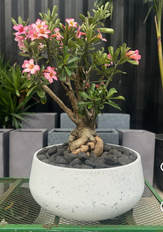 Desert Rose Large in Fiber Pot