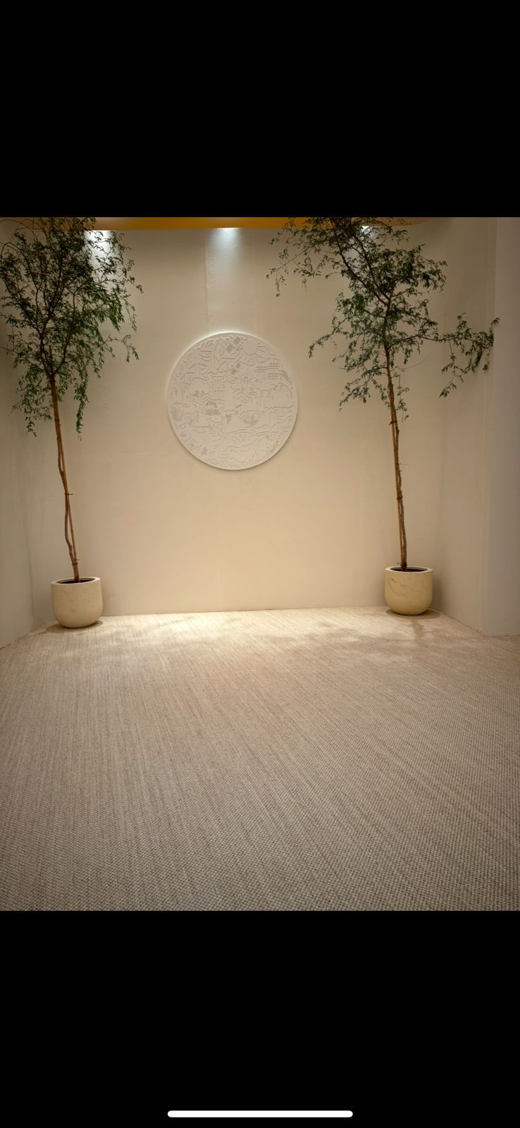 Ghaf Tree Large Plants Dubai