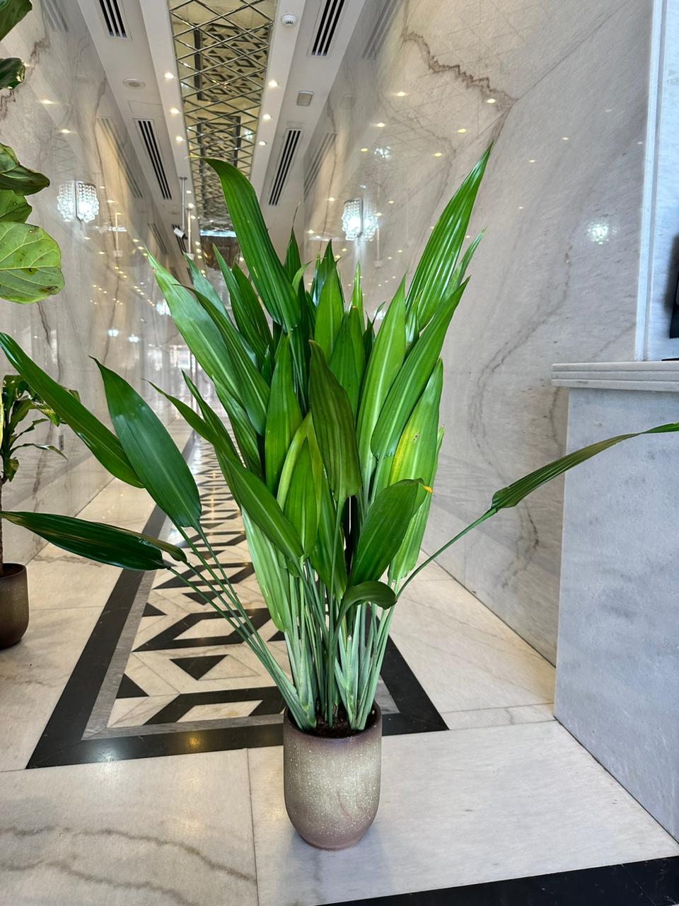 Cast Iron Plant in Beige