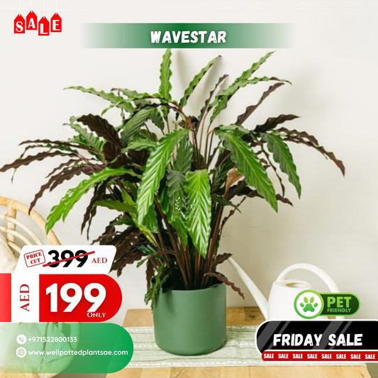 Wavestar Pet Friendly Plant