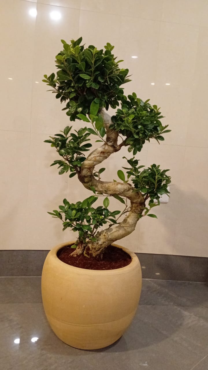 Bonsai Premium S Shape