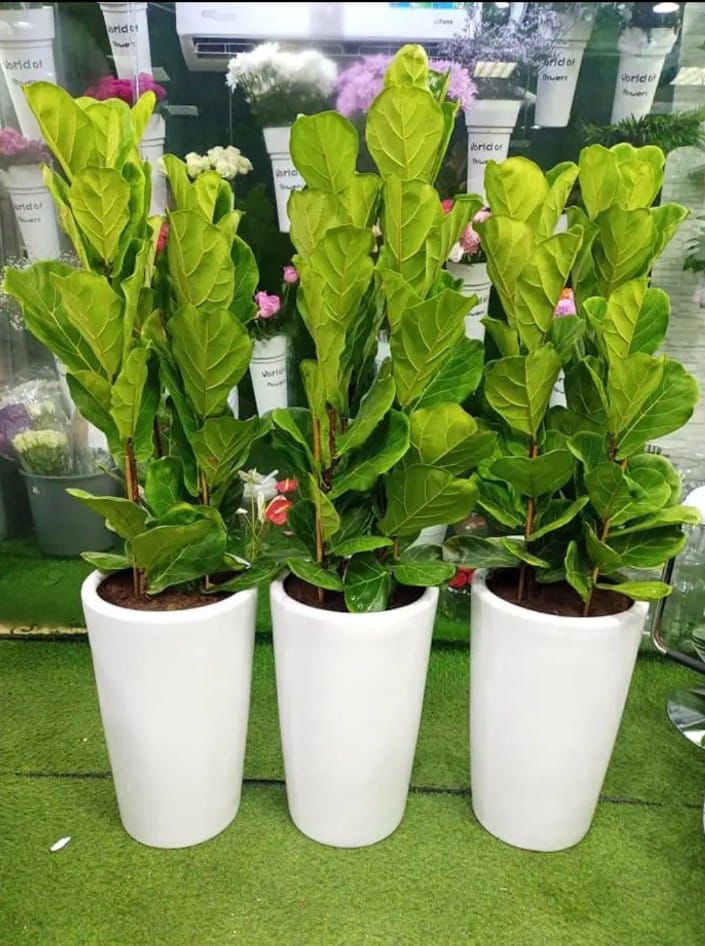 Fiddle Office Plants Bundle of 3pc in Ceramic Pot Promo