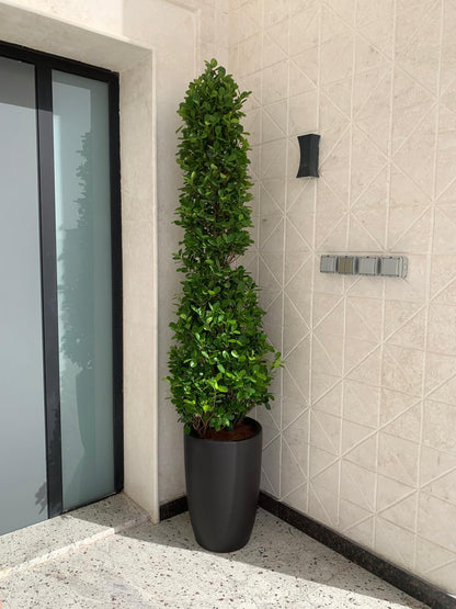 Outdoor Plant Cone Shape Ficus Bushy 2.5m to 3m