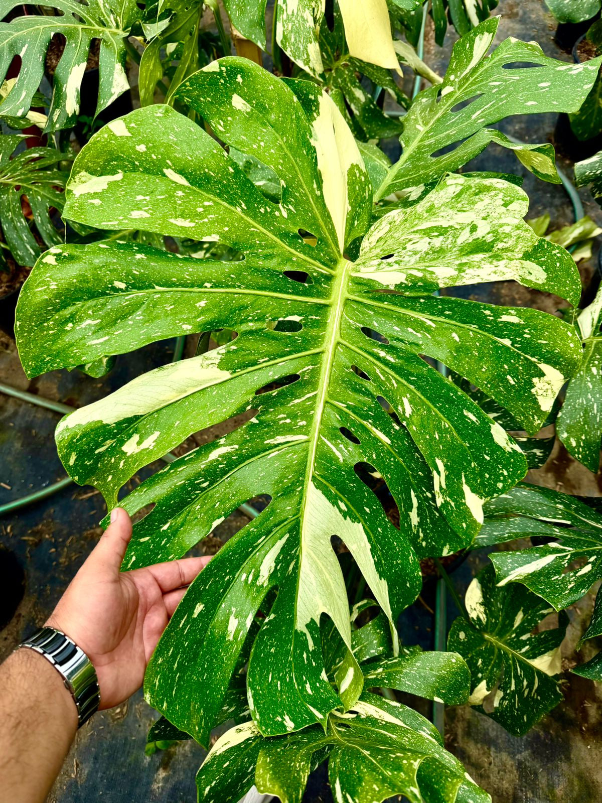 Variegated Monstera