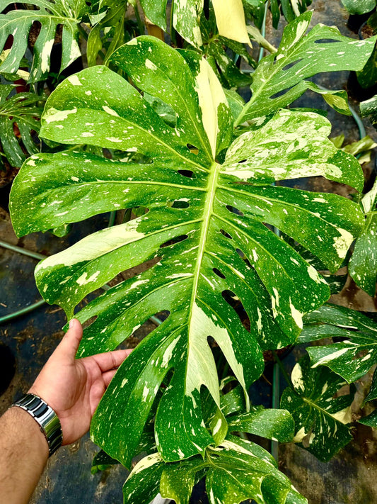 Variegated Monstera