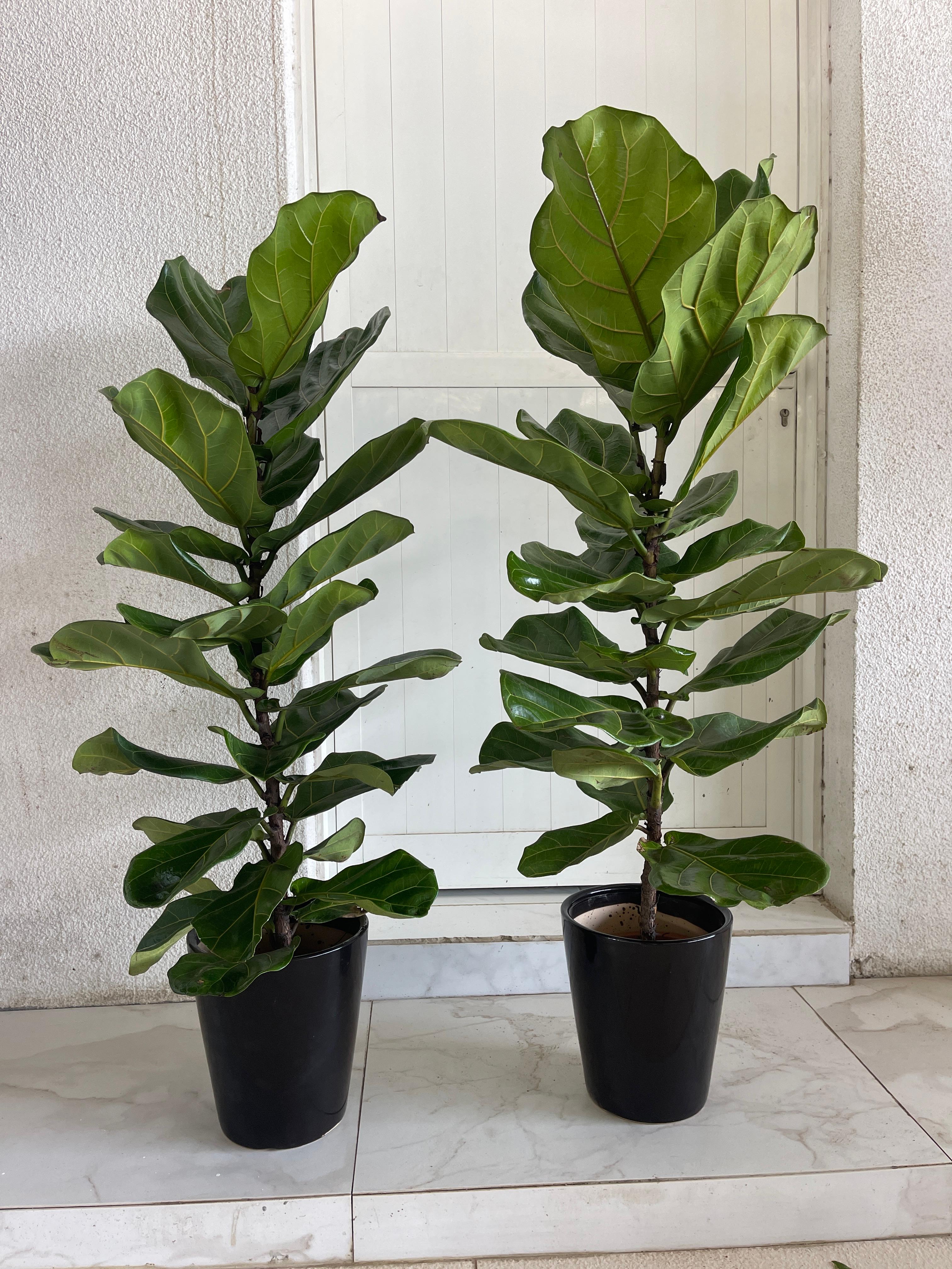 Fiddle leaf PROMO|140cm